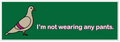 A rectangular graphic with a dark green background, featuring a cartoon pigeon on the left and the text 'I'm not wearing any pants.' in bright pink on the right.