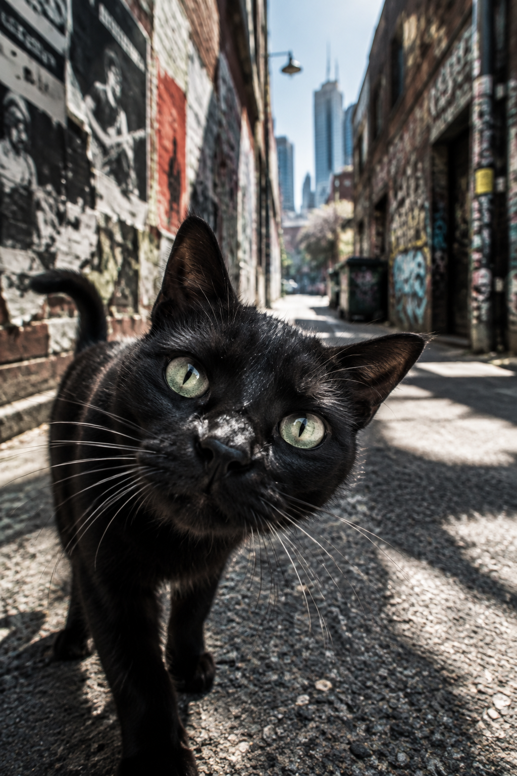 Portrait black cat investigating the camera in a gritty Melbourne alley